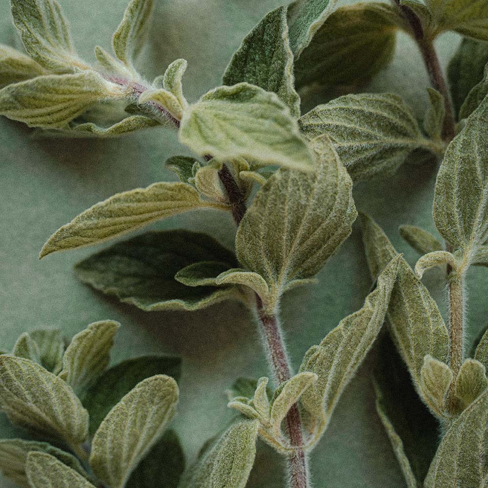 Turning Moments into Masterpieces